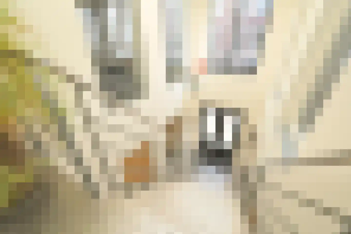 Nieuwe Schoolstraat 52 Den Haag thumbnail 17