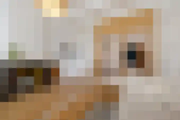 Nieuwe Schrans 10 Leeuwarden thumbnail 11