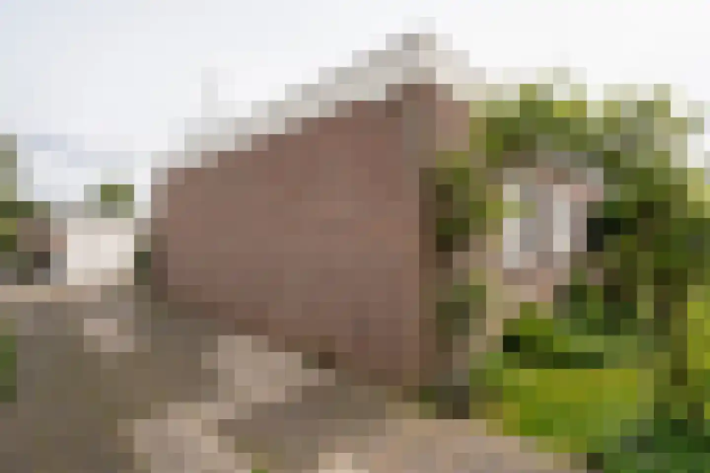 Nieuwe Steeg 42 b Herwijnen thumbnail 6