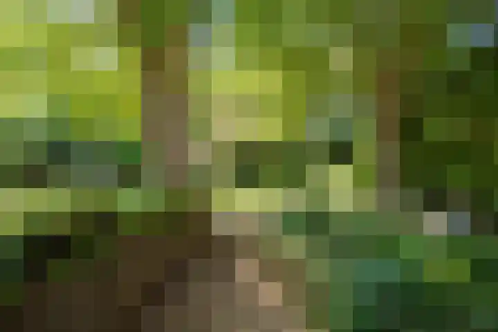 Nieuwe Streek 58 Kolhorn thumbnail 56