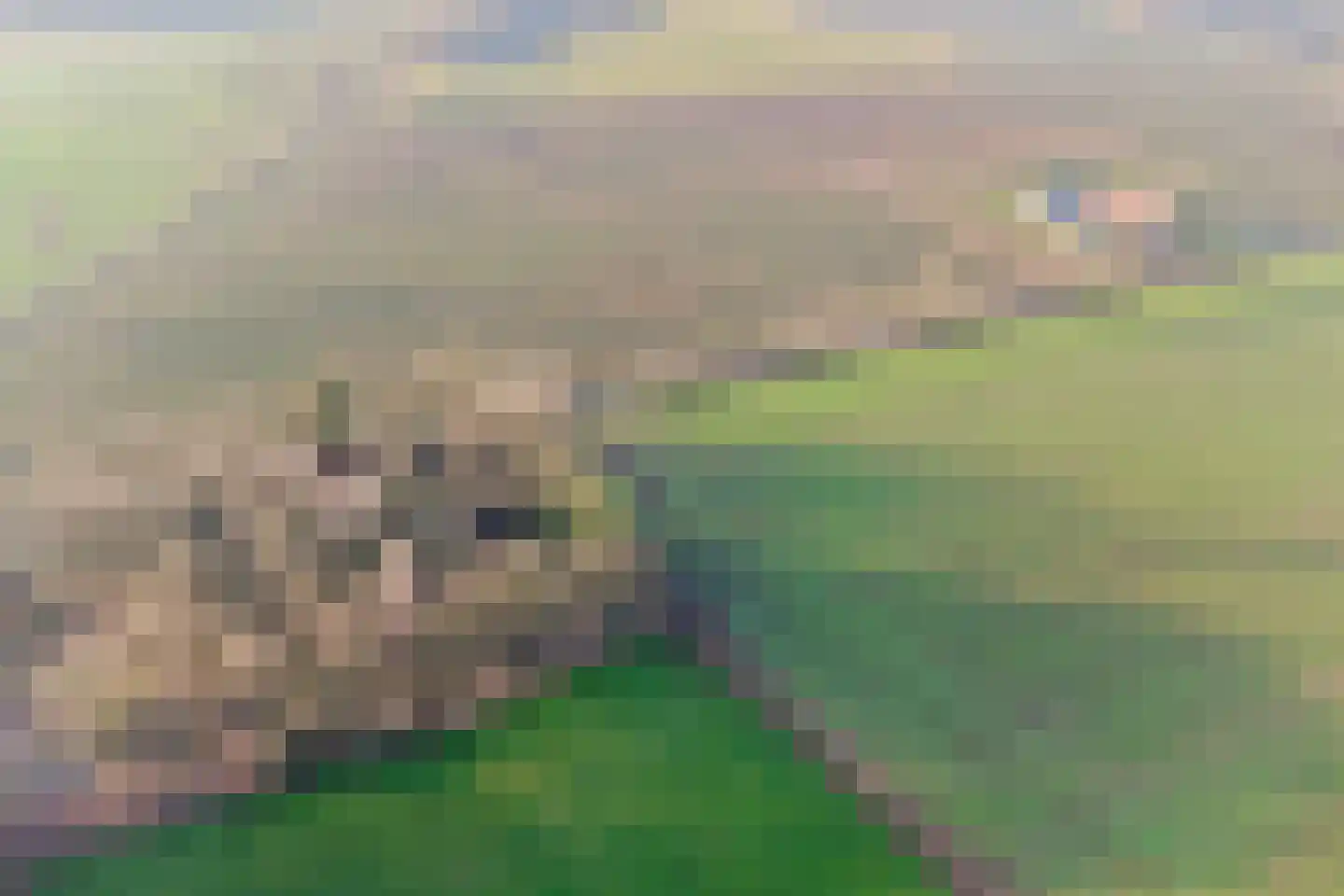 Nieuwe Strumpt 7 Ulicoten thumbnail 68
