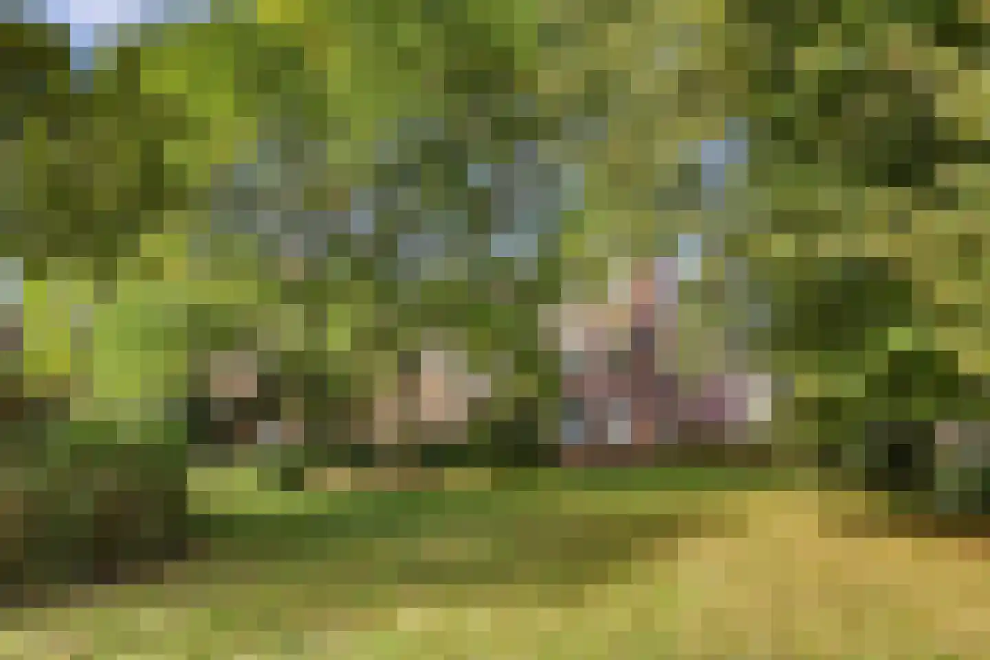Nieuwe Tielseweg 57 02 Tiel thumbnail 28