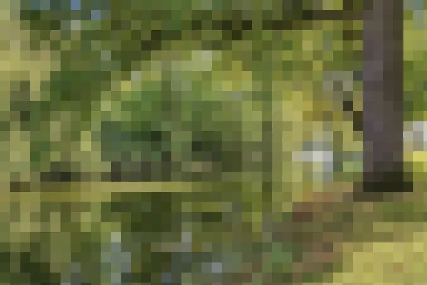 Nieuwe Tielseweg 57 02 Tiel thumbnail 29