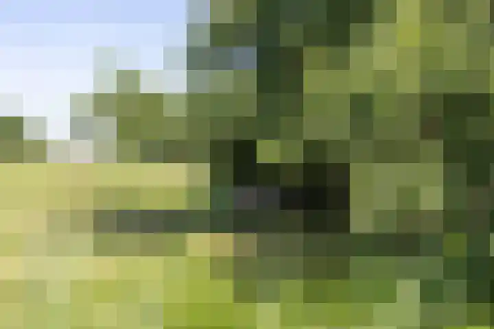 Nieuwe Veer 47 Streefkerk thumbnail 67