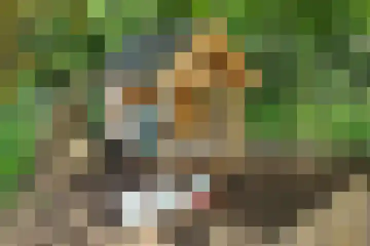 Nieuwe Veldenweg 4 Veghel thumbnail 43