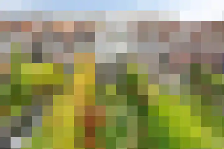 Nieuwe Vlissingseweg 626 Middelburg thumbnail 37