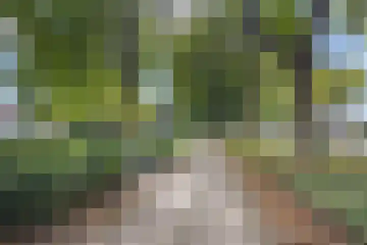 Nieuwe Waalreseweg 18 Valkenswaard thumbnail 39