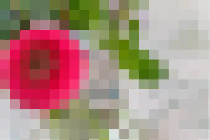Nieuwe weg 2 Ingen thumbnail 44