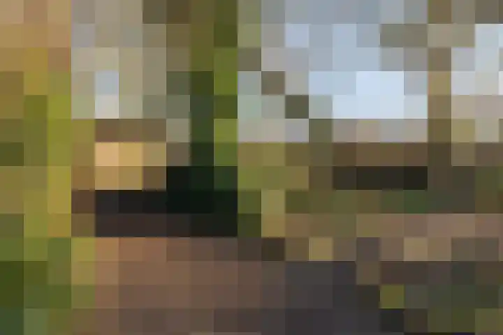 Nieuwebildtdijk 300 St.-Annaparochie thumbnail 33