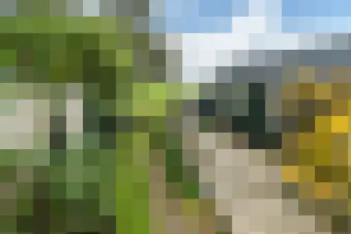 Nieuwebildtdijk 52 Oudebildtzijl thumbnail 24