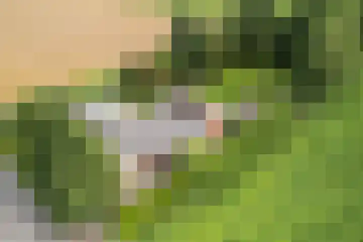 Nieuwediep 125 Nieuwediep foto 2
