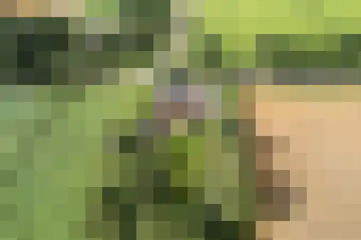 Nieuwediep 125 Nieuwediep thumbnail 47