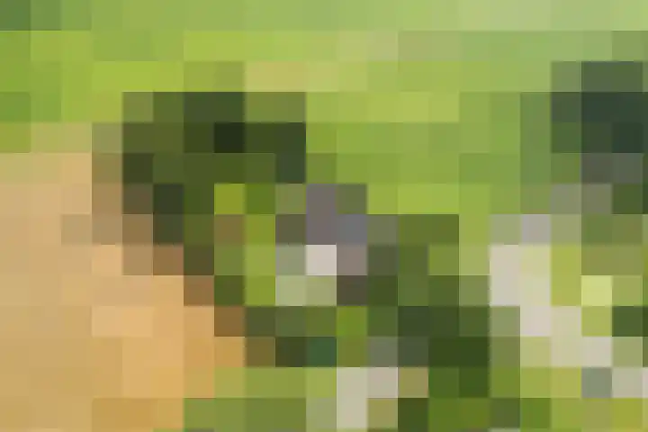 Nieuwediep 125 Nieuwediep thumbnail 49