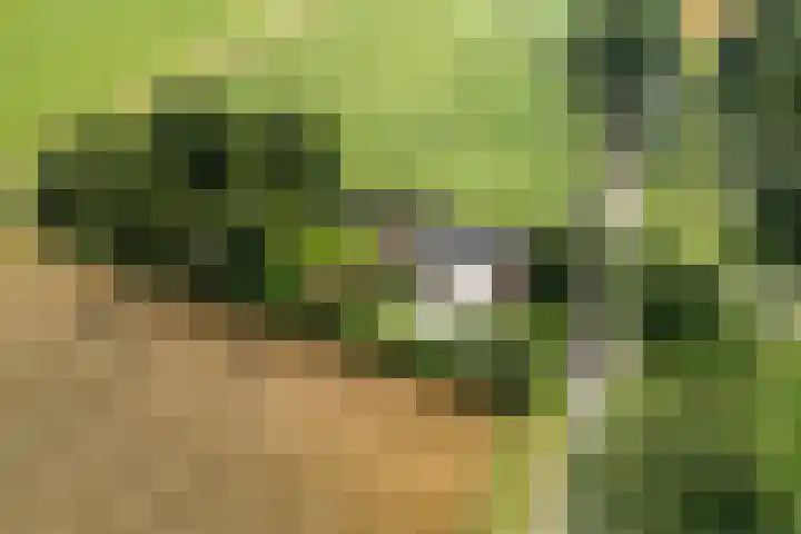 Nieuwediep 125 Nieuwediep thumbnail 50