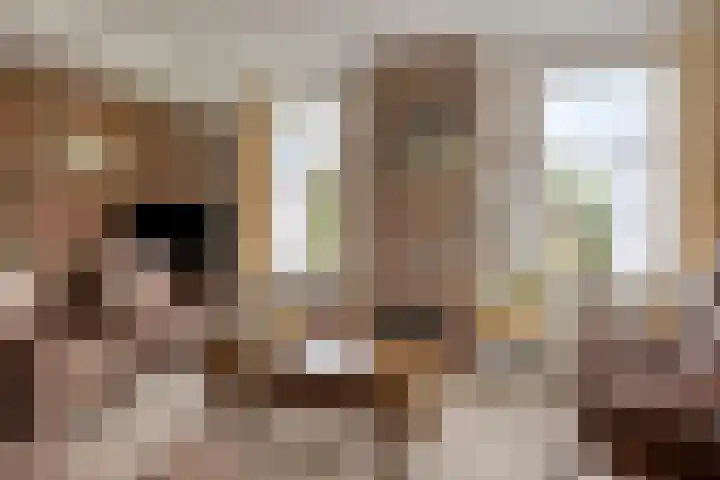 Nieuwediep 18 Nieuwediep thumbnail 11
