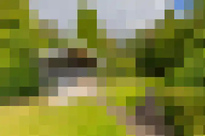 Nieuwediep 65 Nieuwediep thumbnail 39