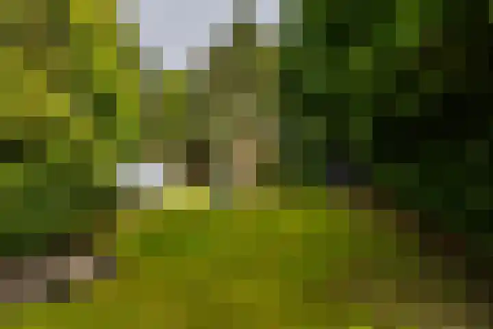 Nieuwediep 65 Nieuwediep thumbnail 45