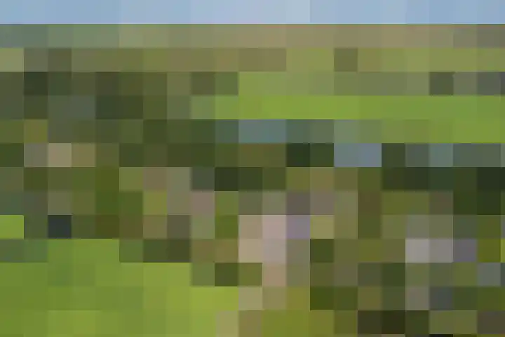 Nieuwediep 85 Nieuwediep thumbnail 41