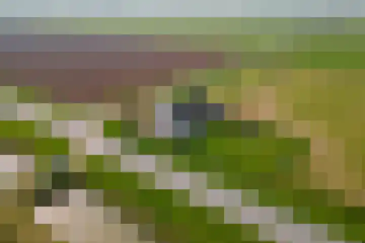 Nieuwendijk 2 Rumpt thumbnail 29