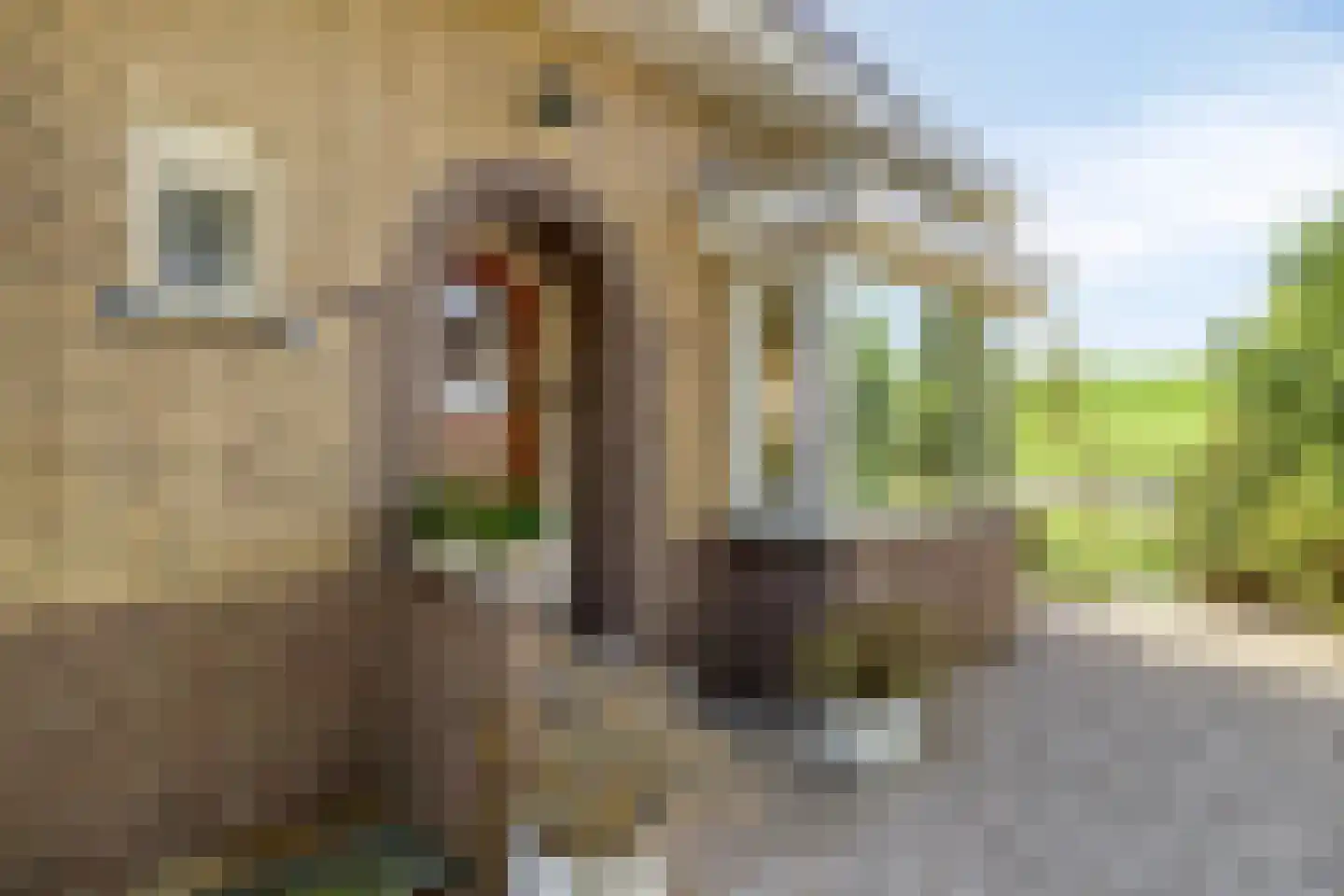 Nieuwendijk 2 Zuid-Beijerland thumbnail 5