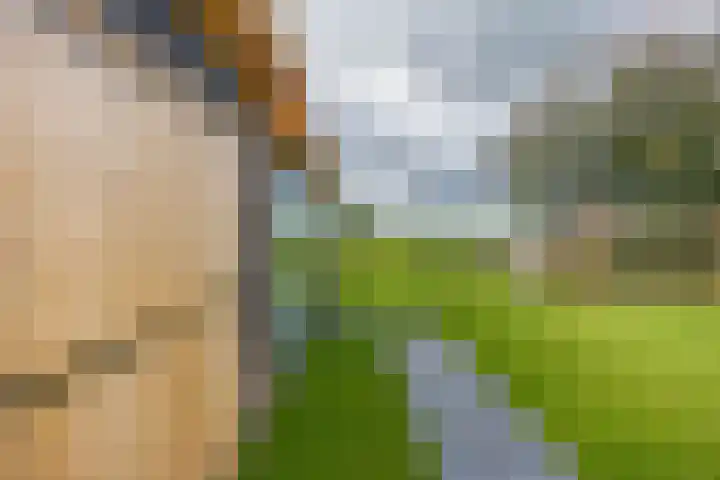 Nieuwestreek 11 Ezinge thumbnail 41