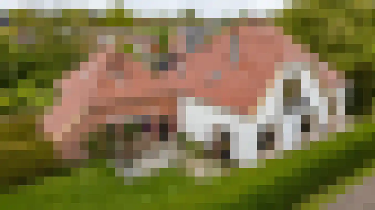 Nieuwestreek 79 Ezinge foto 2