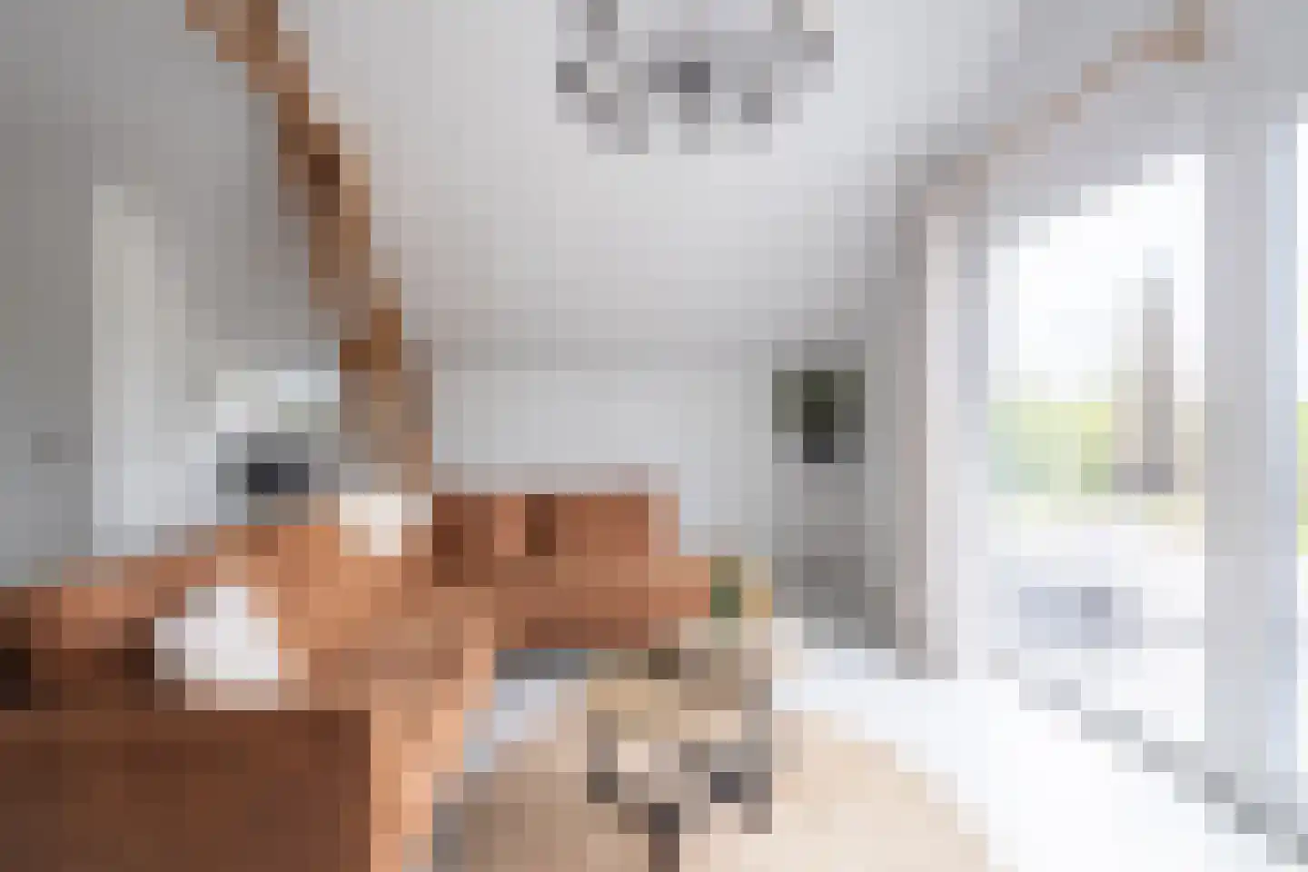 Nieuwevaart 58 Sprang-Capelle thumbnail 66
