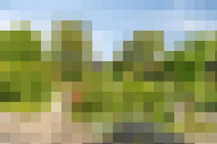 Nieuweweg 17 Melissant thumbnail 27