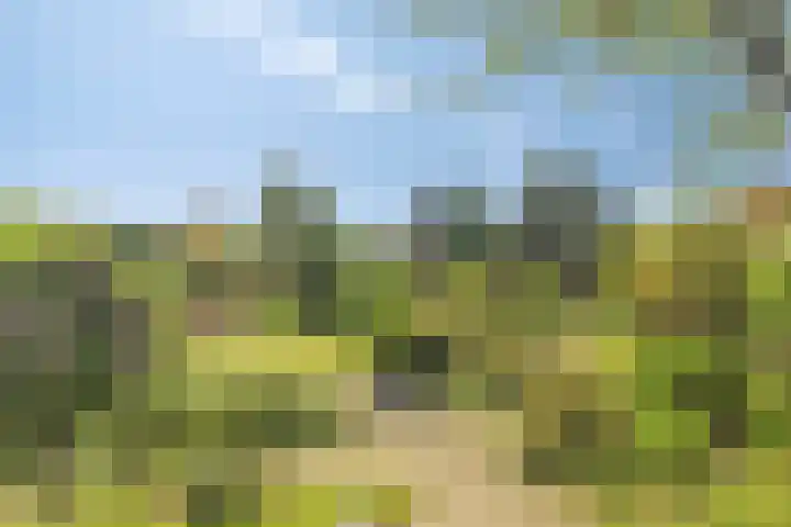 Nieuweweg 17 Melissant thumbnail 41