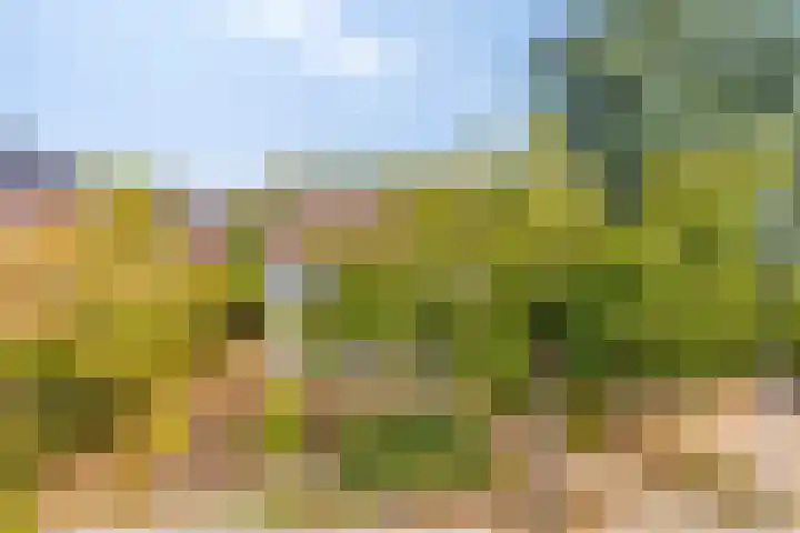 Nieuweweg 17 Melissant thumbnail 7