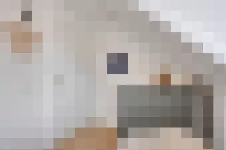 Nieuweweg 18 Hulst thumbnail 28