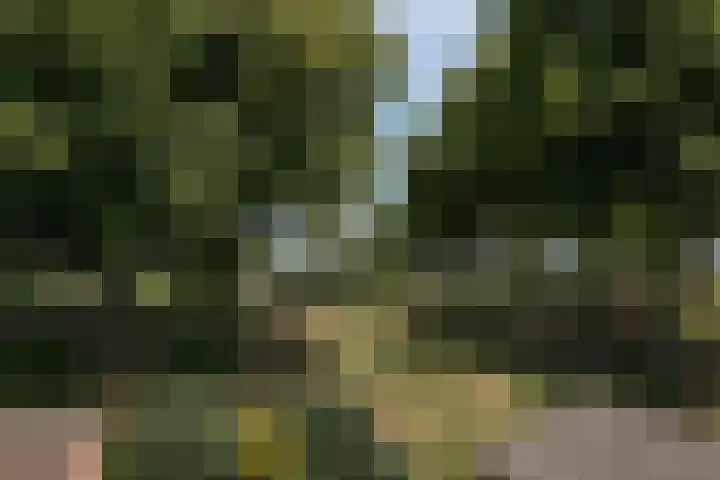 Nieuweweg 26 Hulst thumbnail 25