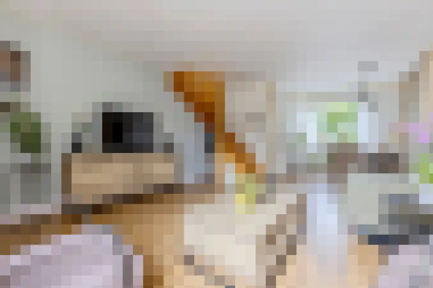 Nieuweweg 35 Wormer thumbnail 4