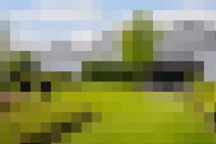 Nieuweweg 37 Honselersdijk thumbnail 22