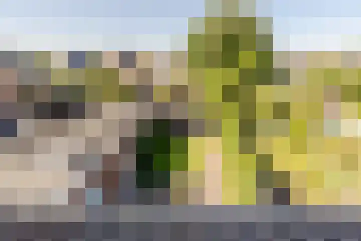 Nieuweweg 5 Oostvoorne thumbnail 27