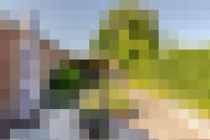 Nieuweweg 5 Oostvoorne thumbnail 30