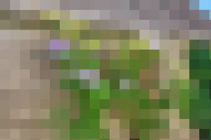 Nieuwewijk 73 Dedemsvaart thumbnail 53
