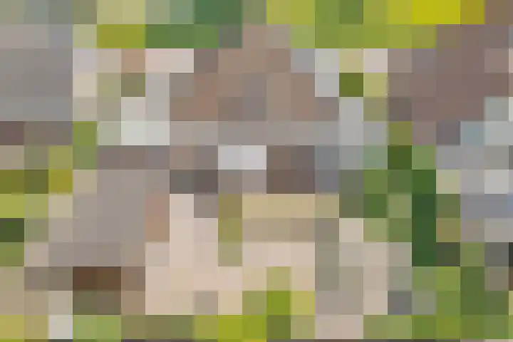 Nieuwewijk 73 Dedemsvaart thumbnail 56
