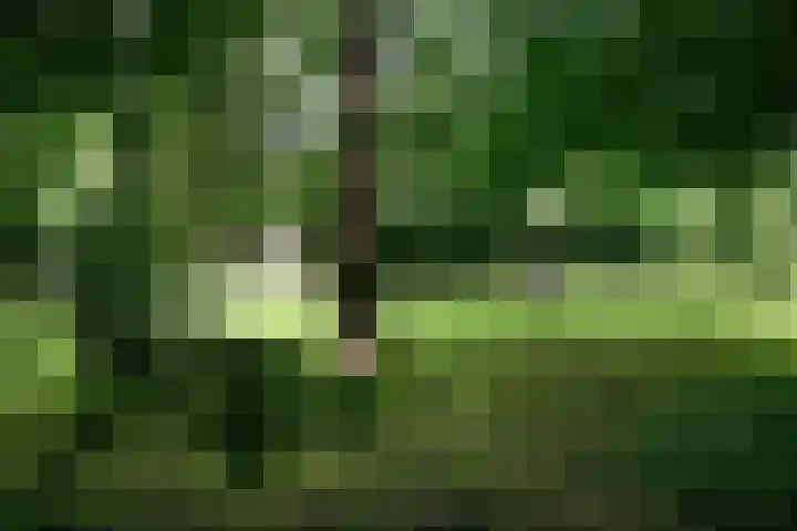 Nieuwkoopseweg 24 Pijnacker thumbnail 32