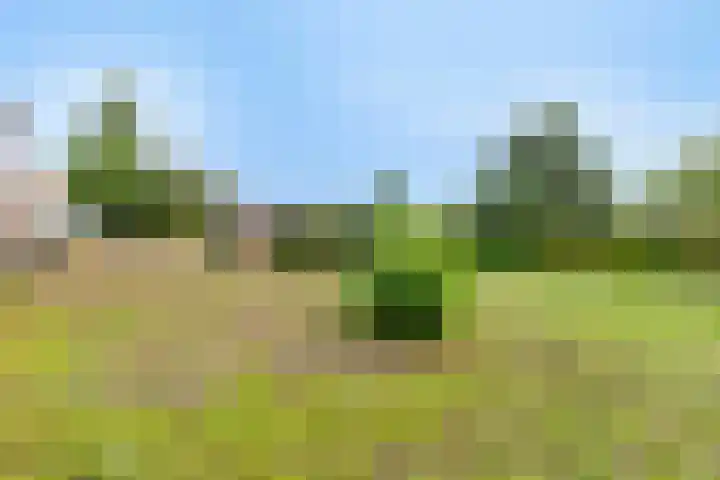Nieuwkuijksestraat 114 Nieuwkuijk thumbnail 36