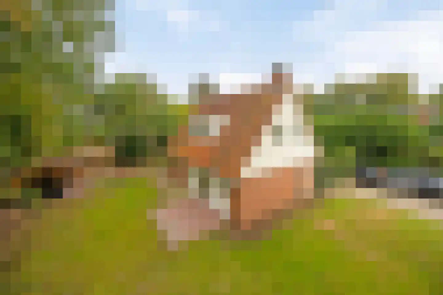 Nieuwland 3 Wapse thumbnail 38