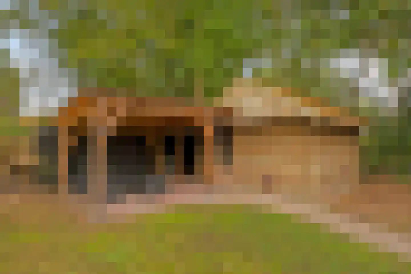 Nieuwland 3 Wapse thumbnail 5
