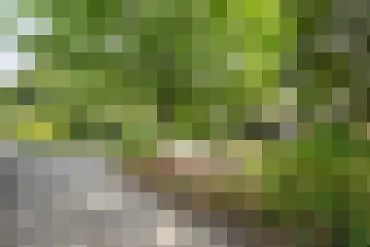 Nieuwland 4 Wapse thumbnail 12