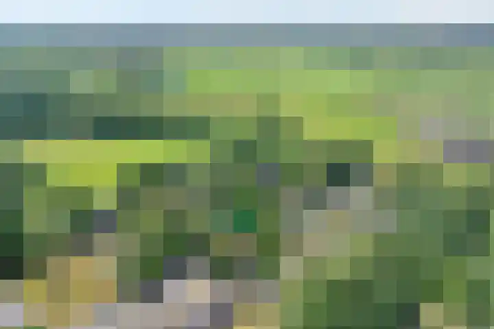 Nieuwland 4 Wapse thumbnail 5