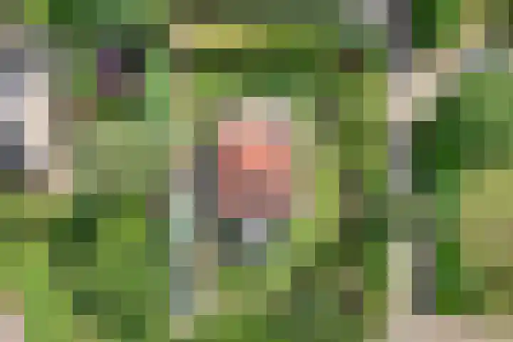 Nieuwland 4 Wapse thumbnail 7