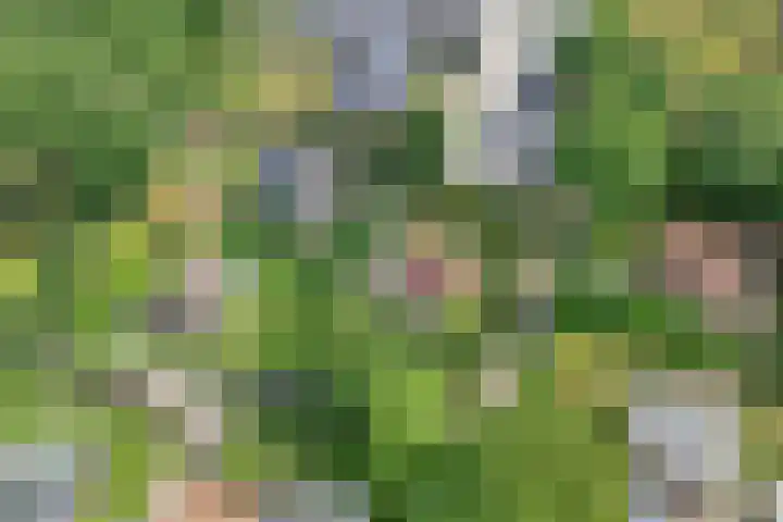 Nieuwland 4 Wapse thumbnail 8
