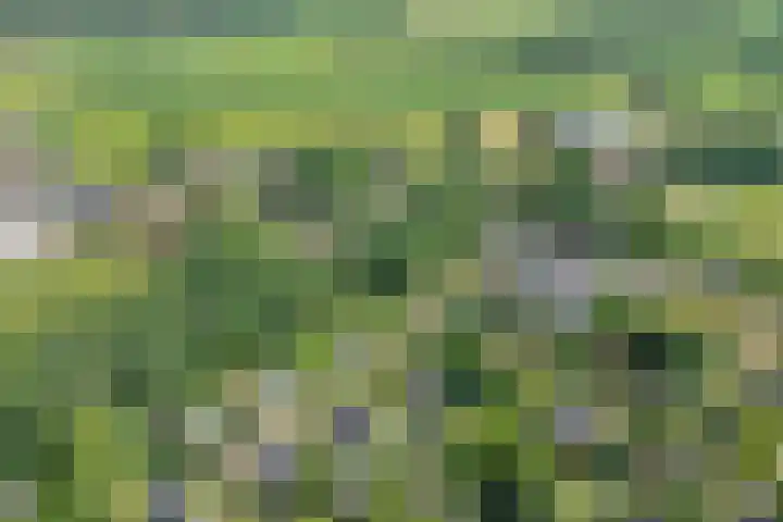 Nieuwland 4 Wapse thumbnail 9