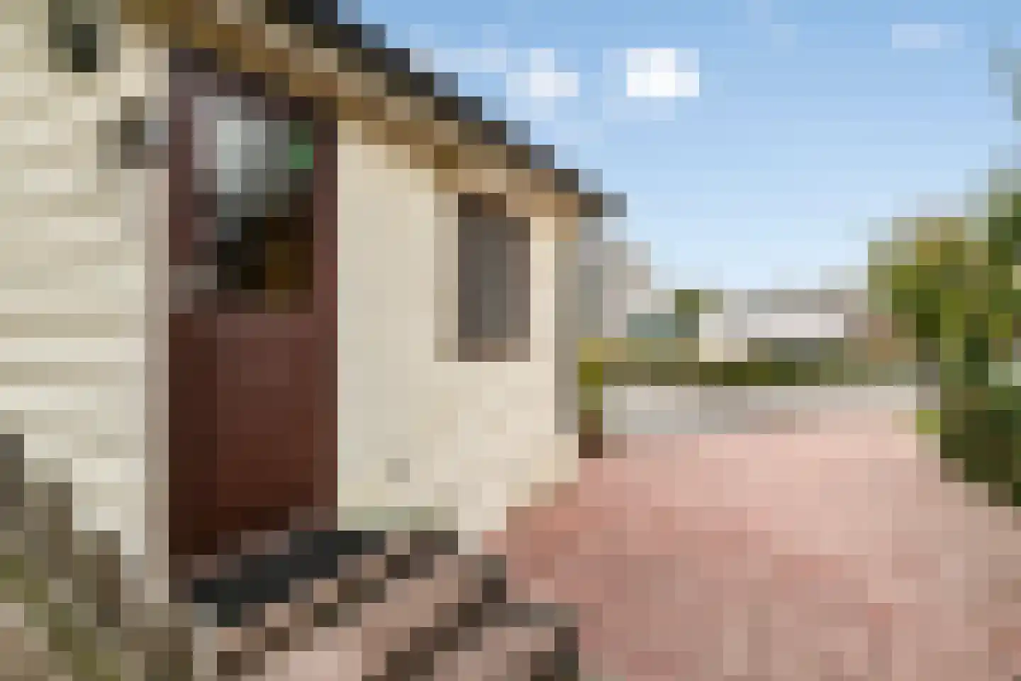 Nieuwlandseweg 264 Sint-Annaland thumbnail 5