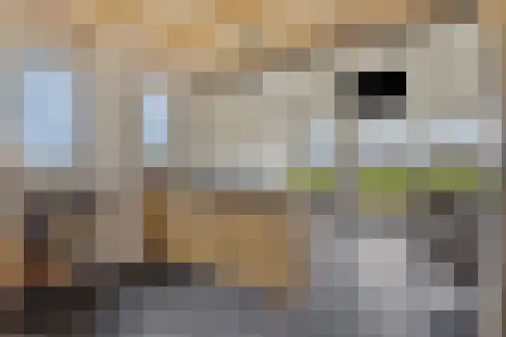 Nieuwlandseweg 3 Biervliet thumbnail 14