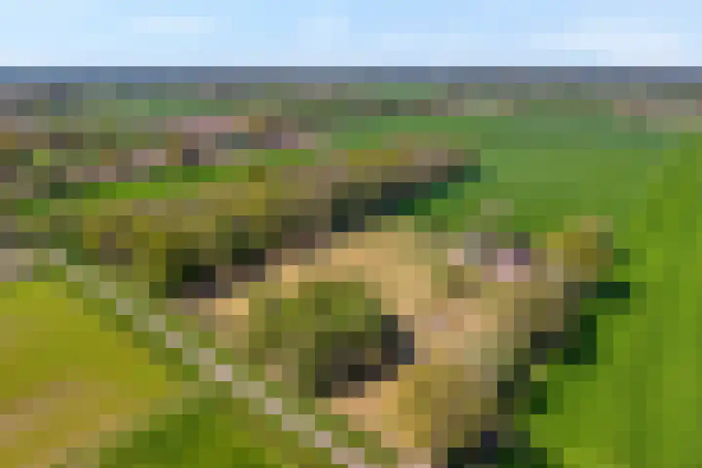 Nieuwlandweg 1 Ane thumbnail 51